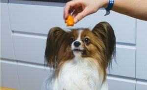 gustari animale companie