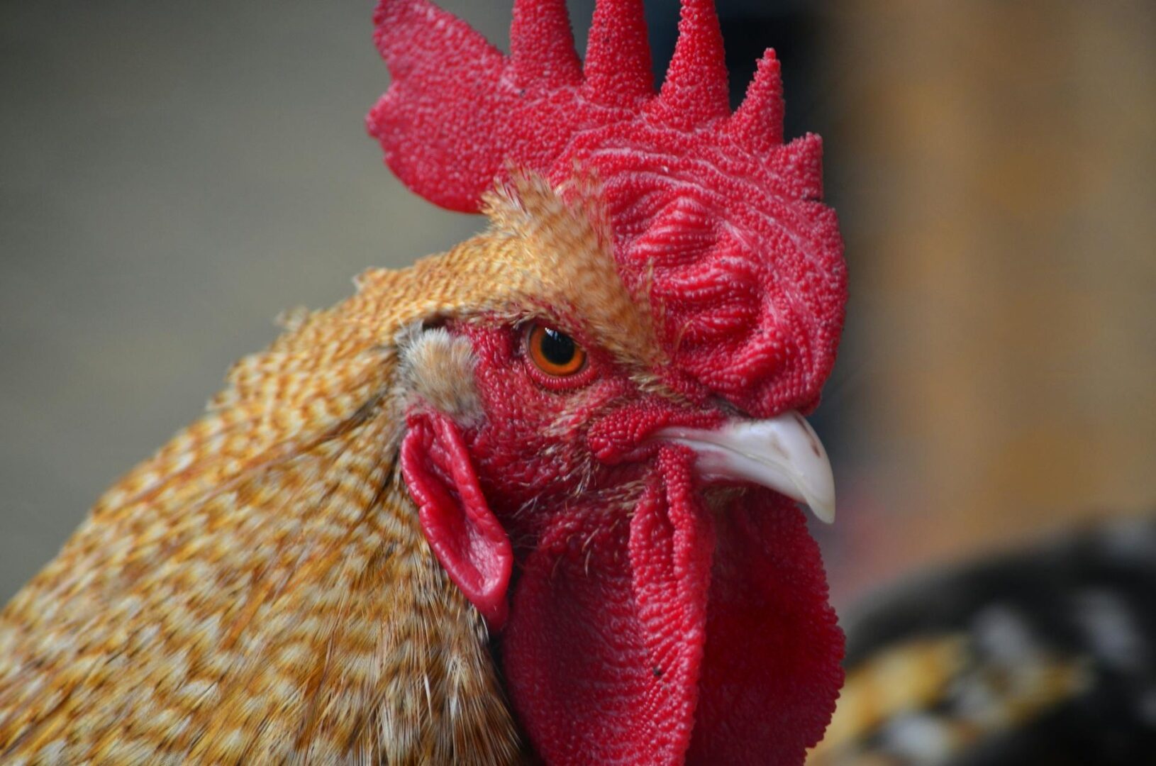 Obiceiurile pascale din Ardeal