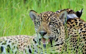 compania-braziliana-de-petfood-Premierpet-contribuie-la-protejarea-jaguarilor