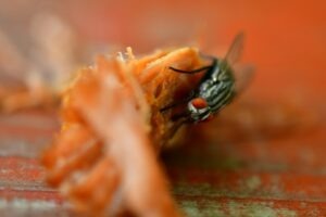 Ce faci când o muscă îți atinge mâncarea