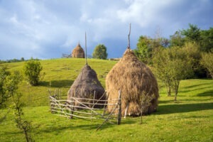 Dispar căpițele de fân din România