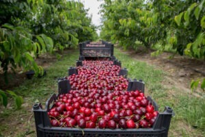 productie slaba de cirese in Italia in acest an