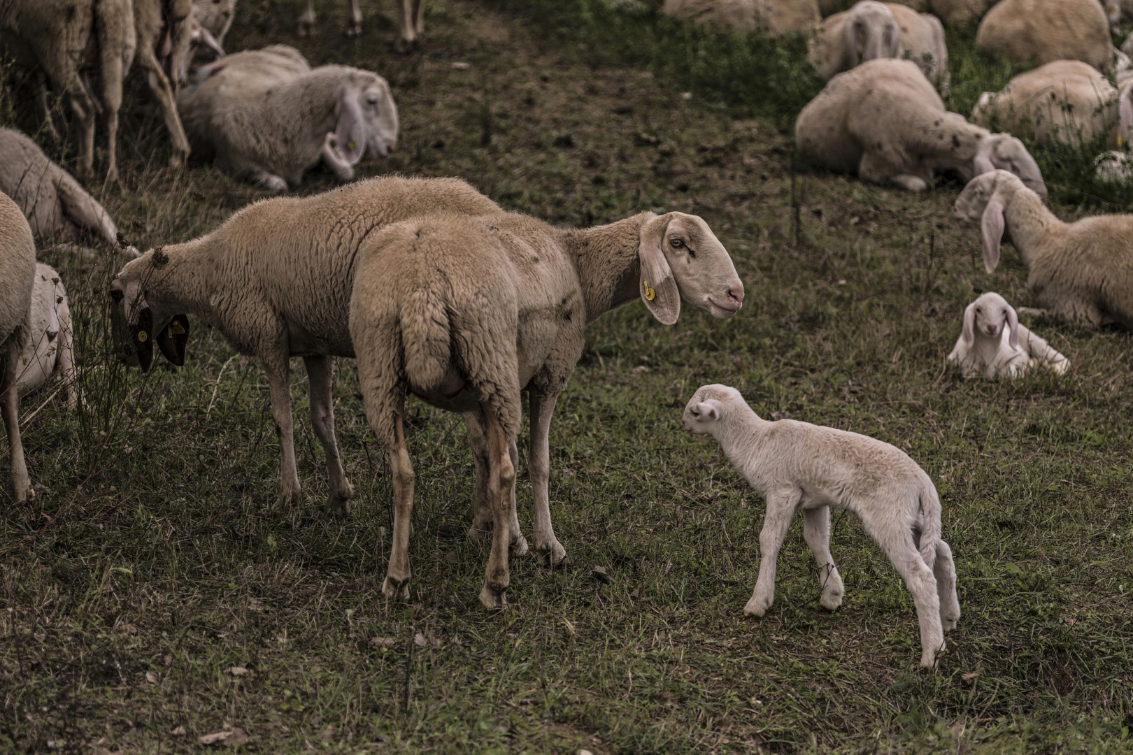 Focarul de pestă din Bihor a fost lichidat, mieii por fi vânduți în în afara județului.