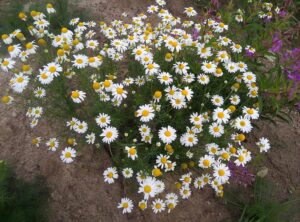 Ceaiul de mușețel are efecte benefice asupra sănătății