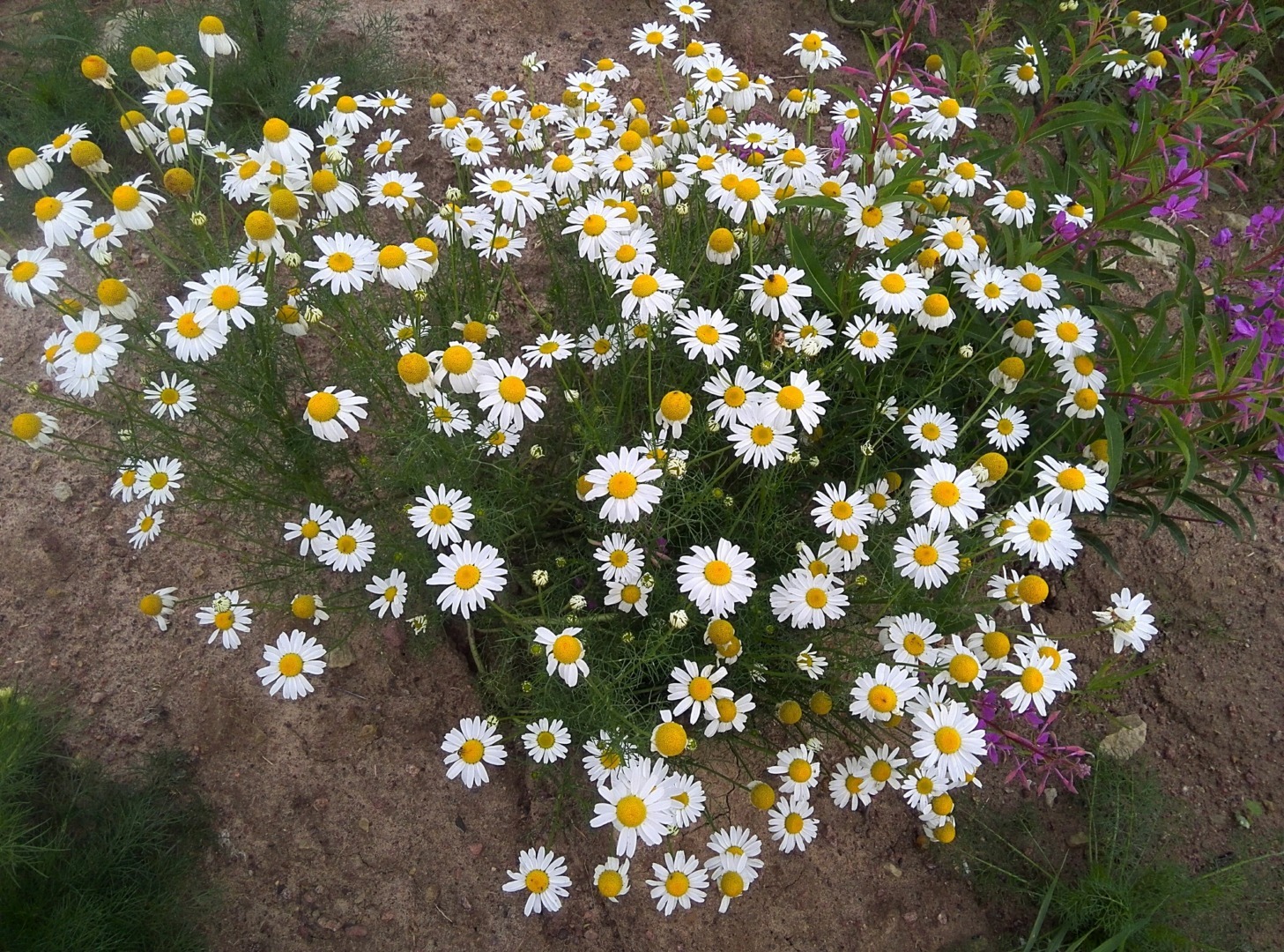 Ceaiul de mușețel are efecte benefice asupra sănătății