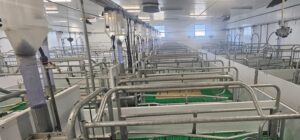 investitie de 12 milioane euro in noua ferma de reproducere suine din Banat