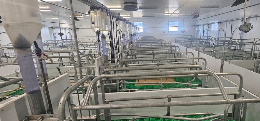 investitie de 12 milioane euro in noua ferma de reproducere suine din Banat