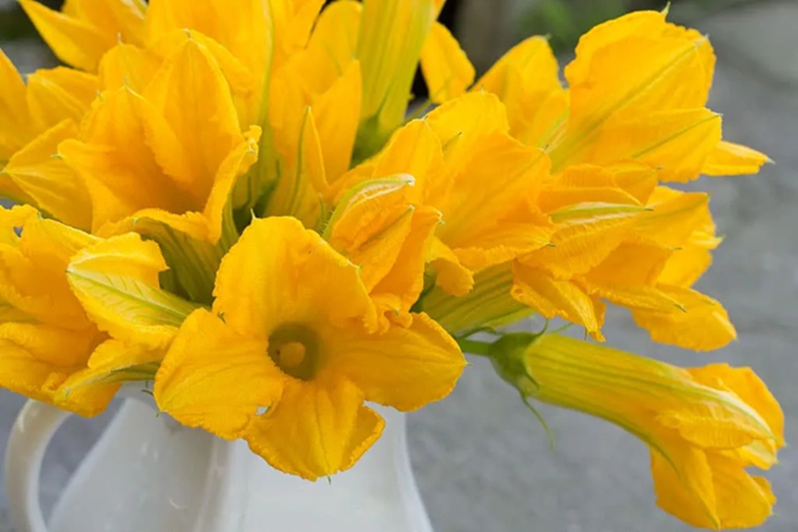 Florile de dovleac sunt comestibile si sunt considerate o delicatesă