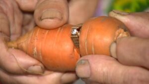 Incidente care au implicat mâncare: un inel pierdut în grădină, găsit după 13 ani pe un morcov
