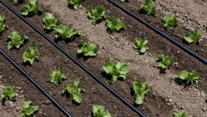 sistem de irigatii cu picatura