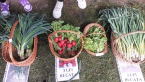 Elevii unui liceu din Oravița au cultivat legume