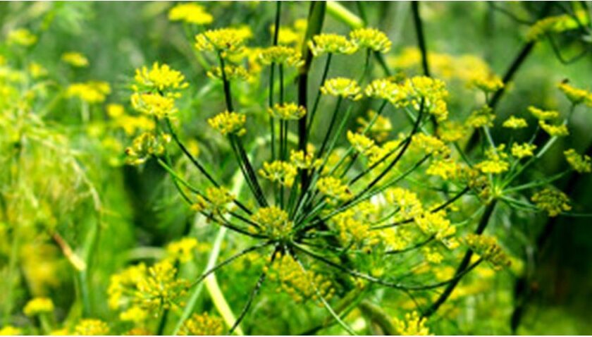 seminte fenicul salbatic ceai de fenicul ceai digestiv ceai diuretic seminte de fenicul proprietati