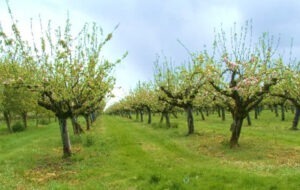 produse fitosanitare agrifarma delocalizarea culturilor de fructe produse fitosanitare noi