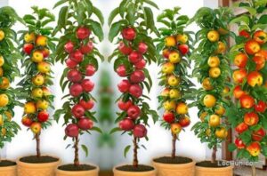 Măr columnar, pus în ghivece