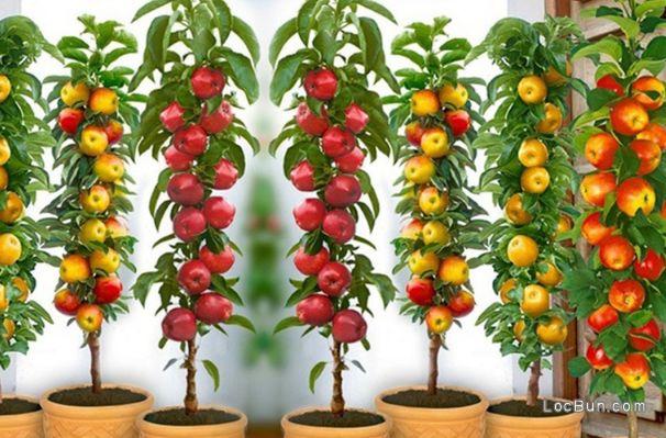 Măr columnar, pus în ghivece