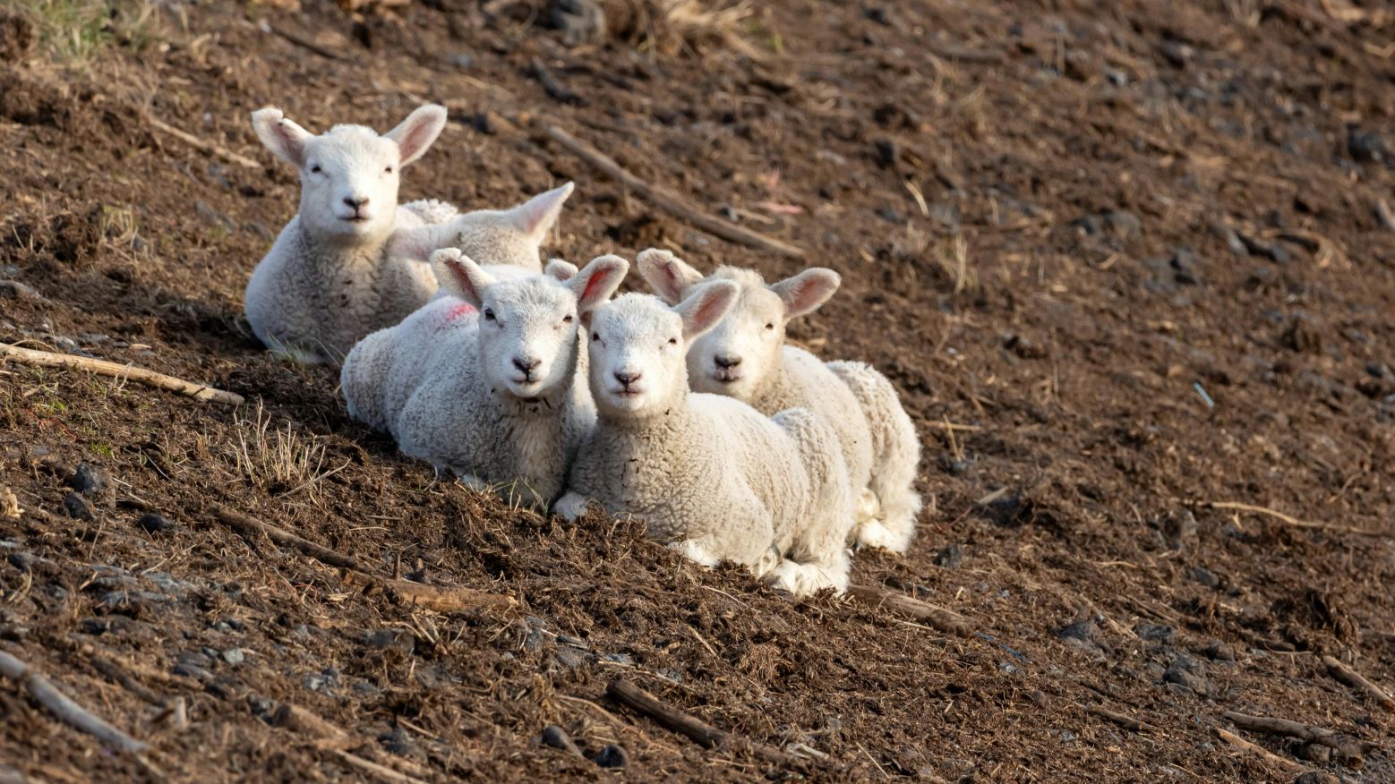 carnea de miel se scumpeste