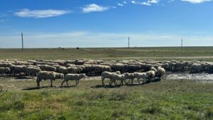 oaia din romania preferată de algerieni