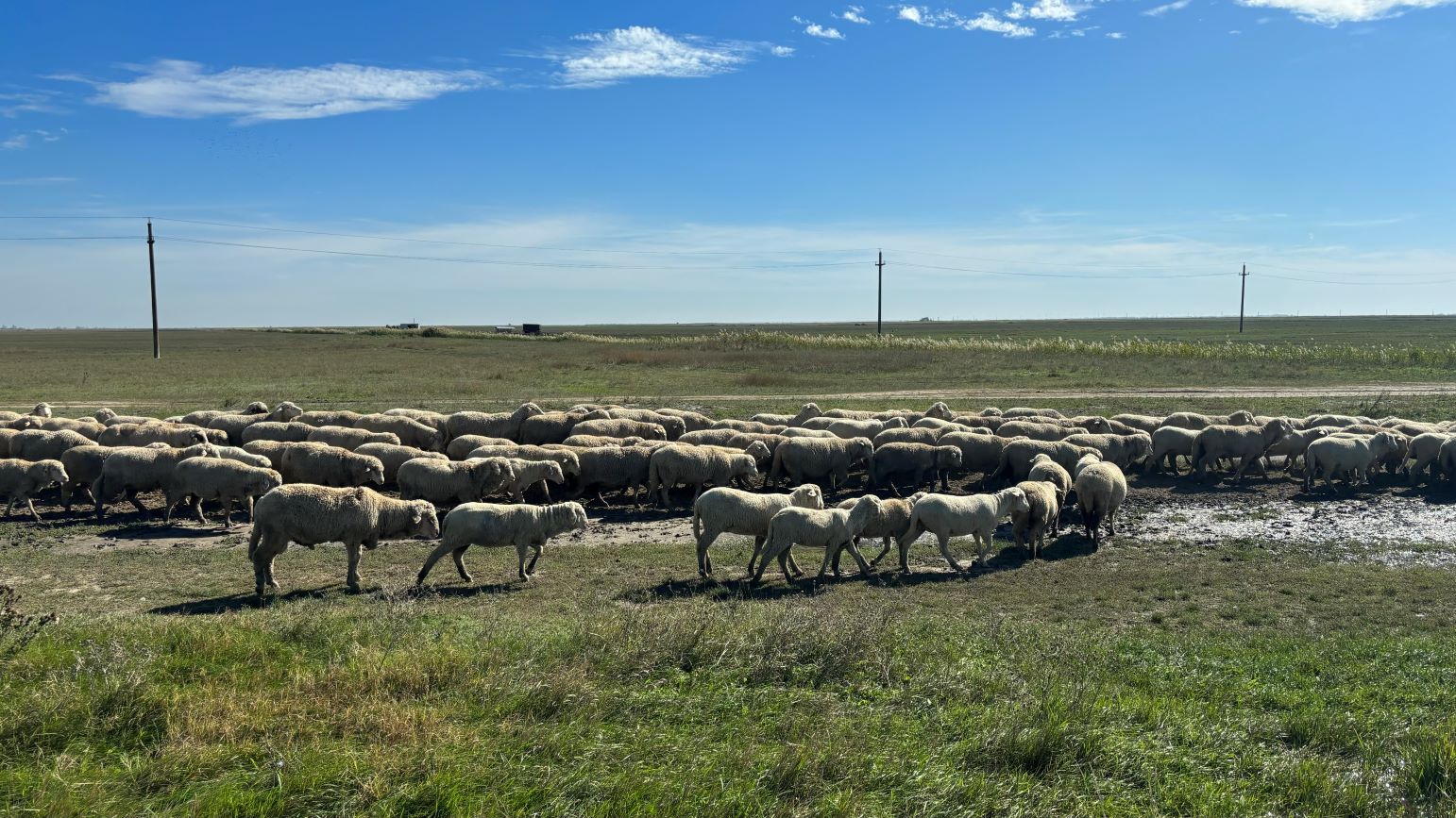 oaia din romania preferată de algerieni