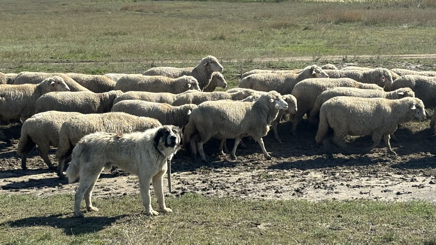 Mii de oi ucise în județul Teleorman din cauza variolei ovine.