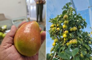 Sursa foto: Fresh Plaza