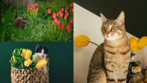 Sursa colaj foto: Pexels