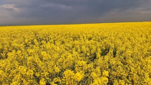 Fermierul Răzvan Avram așteaptă ploaia pentru cultura de rapiță