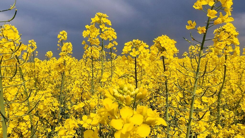 Fermierul Răzvan Avram așteaptă ploaia pentru cultura de rapiță 