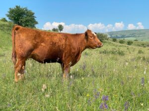 Sursa foto: USAMV Cluj