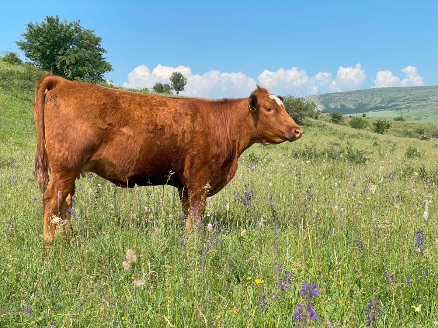 Sursa foto: USAMV Cluj