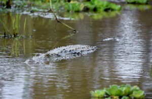 mlastina cu caimani si anaconda, caiman