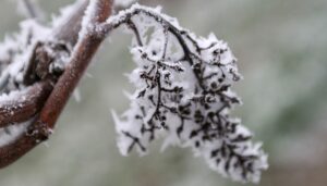 Ungaria cere ajutor de la Comisia Europeană pentru pomicultorii păgubiți de îngheț