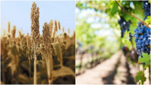 Japonia sorg ingrasaminte SUA industrie viticola