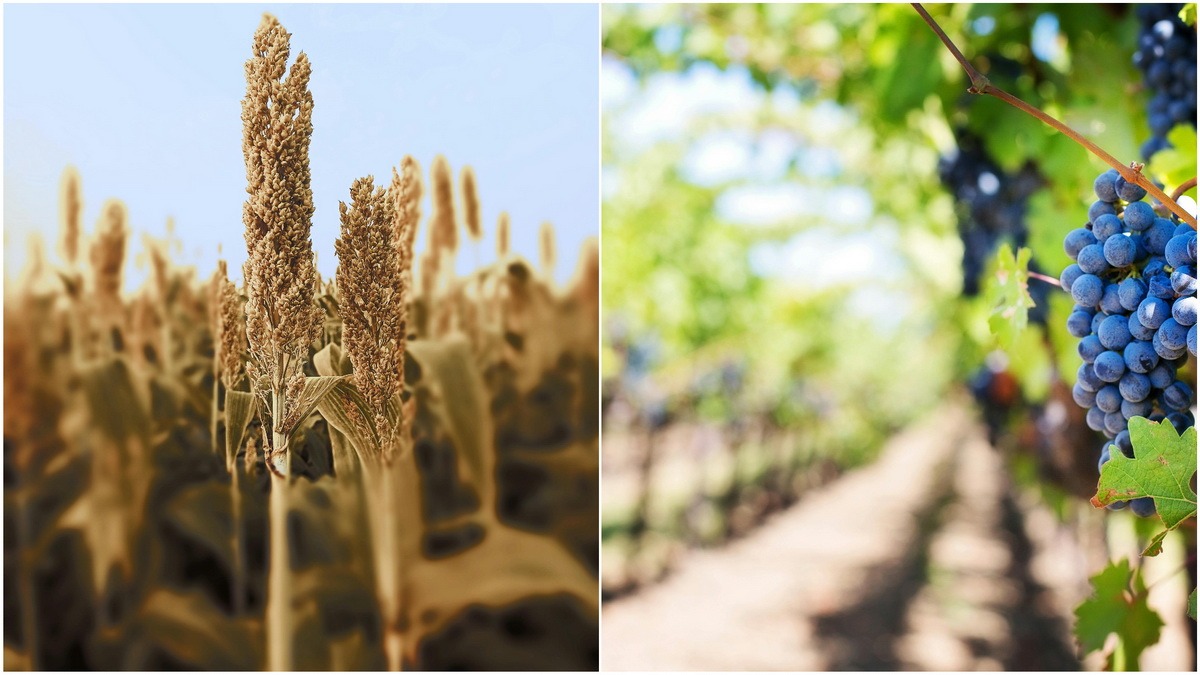 Japonia sorg ingrasaminte SUA industrie viticola