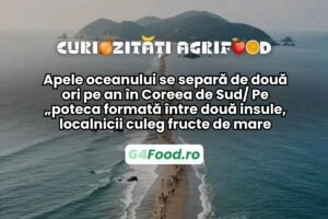 Apele oceanului se separă de două ori pe an în Coreea de Sud. Pe „poteca formată între două insule, localnicii culeg fructe de mare