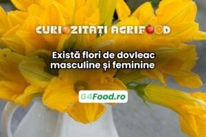 Există flori de dovleac feminine și masculine