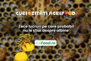 curiozitati agrifood despre albine, productia de miere si polenizare