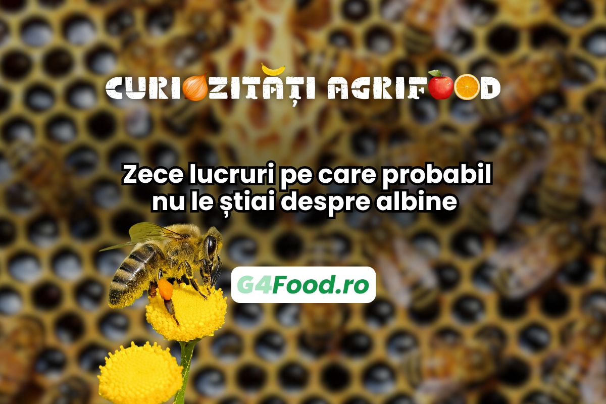 curiozitati agrifood despre albine, productia de miere si polenizare