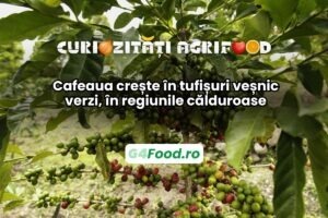 Cafeaua crește în tufișuri veșnic verzi