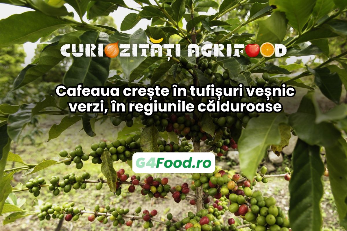 Cafeaua crește în tufișuri veșnic verzi