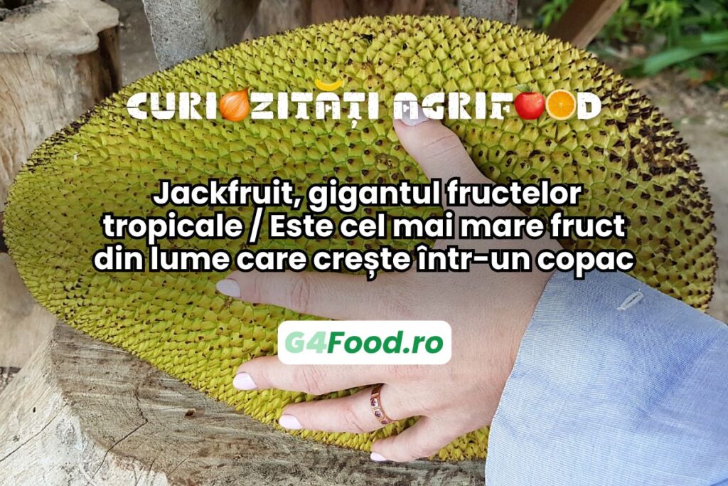Jackfruit este cel mai mare fruct care crește în copac