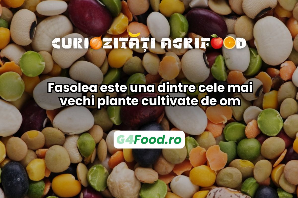 Fasolea este una dintre cele mai vechi plante cultivate de om