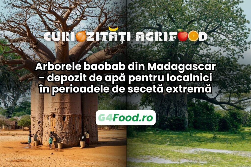 arborele de baobab este folosit de localnicii din Madagascar ca depozit de apa
