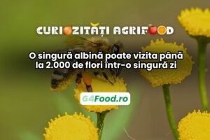 albinele pot ajunge la 2000 de flori intr-o zi