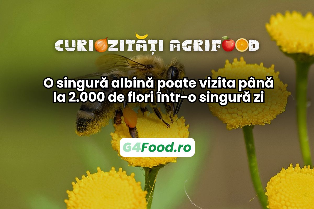 albinele pot ajunge la 2000 de flori intr-o zi