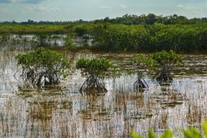 Parcul Naţional Everglades, cea mai mare zonă umedă, mlăştinoasă din Statele Unite ale Americii