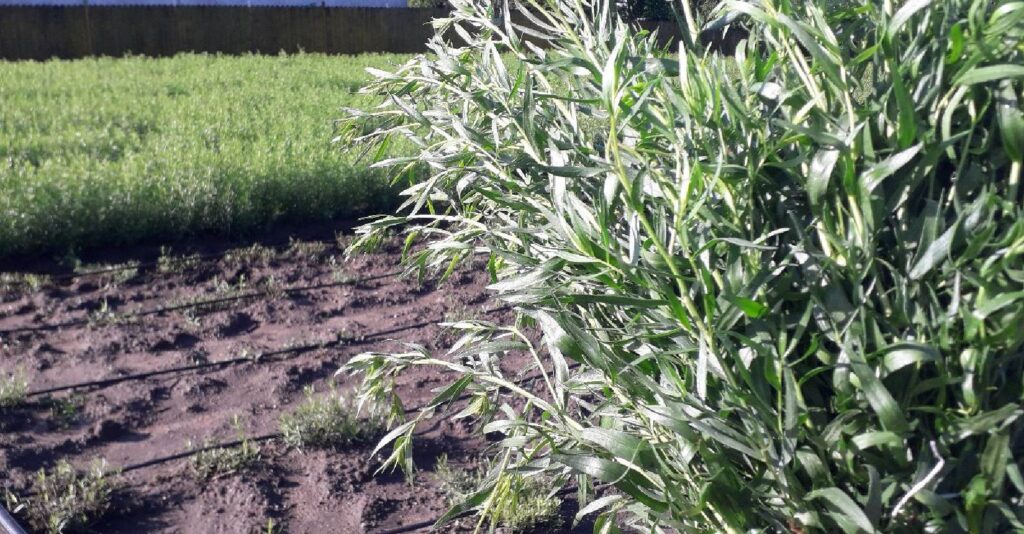 tarhon, ardeal, plantă