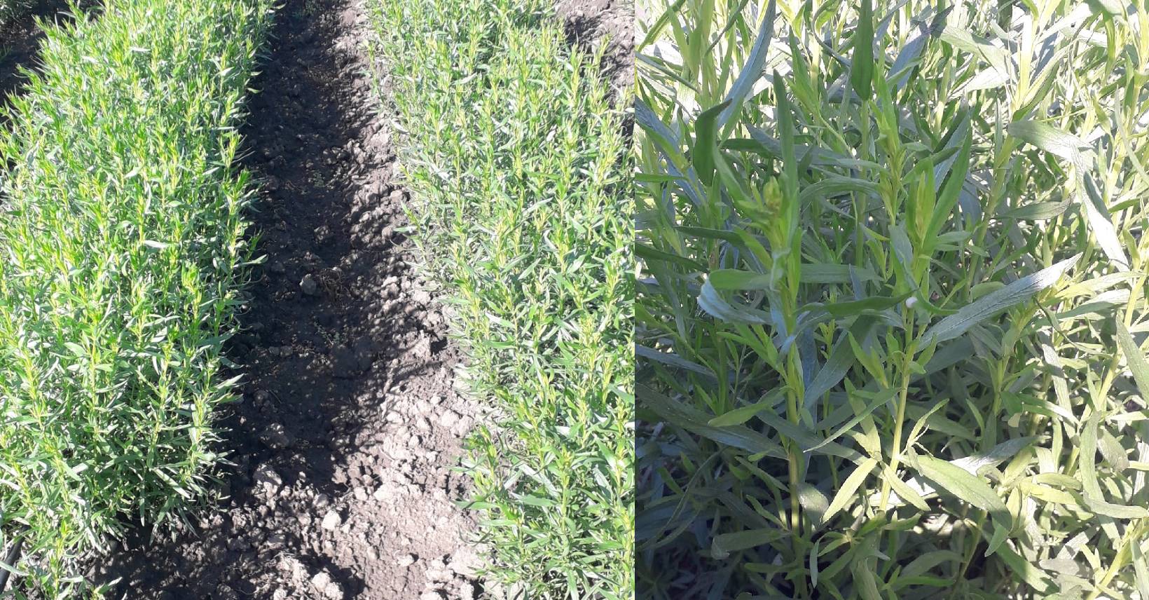 tarhon, ardeal, plantă