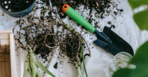 unelte tehnologie grădinărit analiză la raft