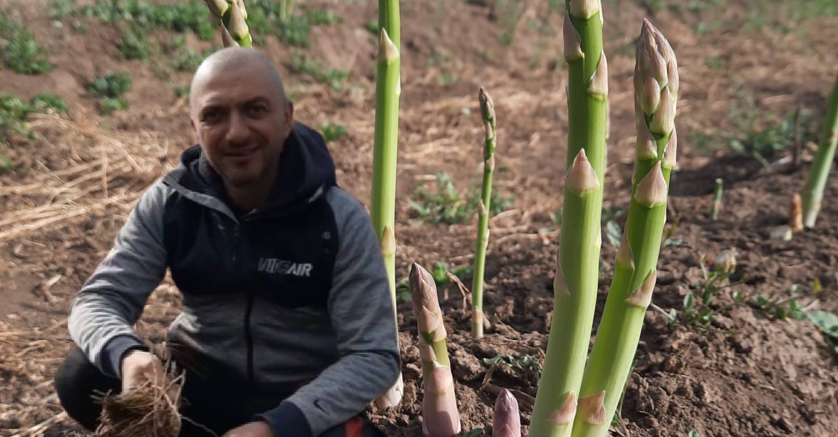 cultura de sparanghel plante perene cultivare sparanghel