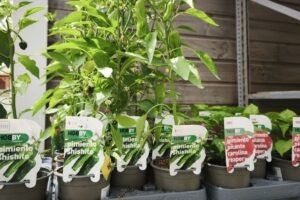 răsadurile de ardei iuti se pot cultiva și pe balcon jalapeno și habanera stau fără probleme lângă un ghiveci cu hrean japonez wasabi